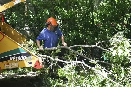 tree services Carrollton